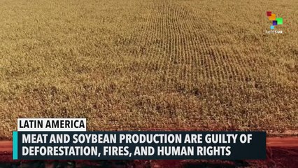Meat And Soy Industries Are Guilty Of Deforestation In Latin America