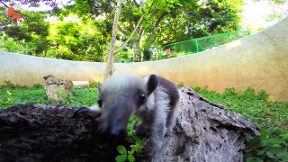 Bizarre Rainforest Creature!