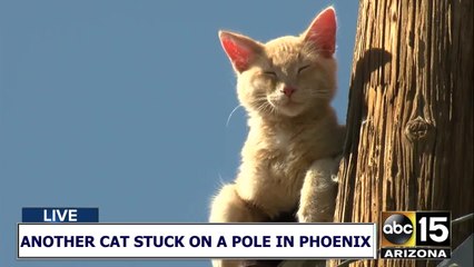 AGAIN!? Another cat stuck on a pole in Phoenix
