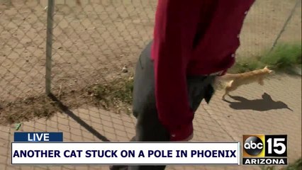 Crews rescue another cat from a pole in Phoenix