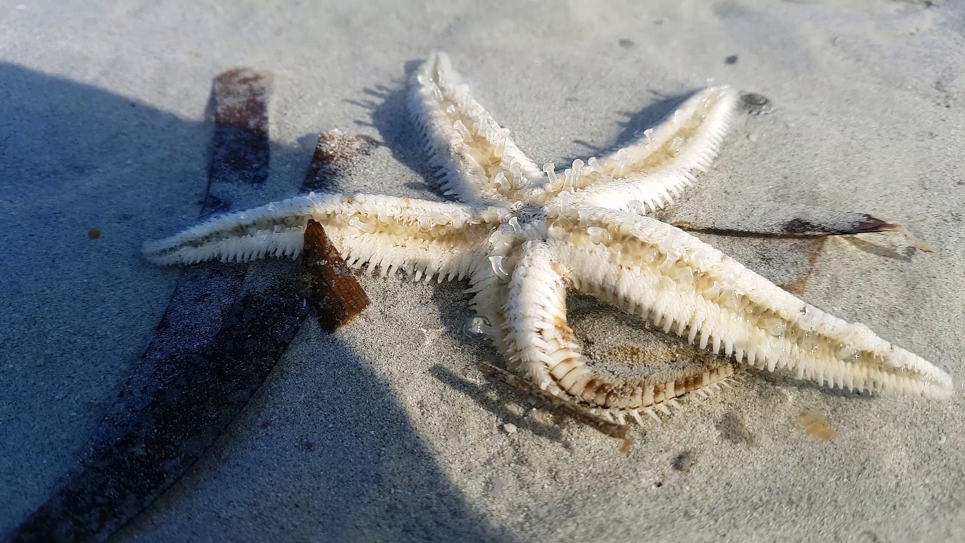 Starfish Race: See How they Move on Shore and How Fast They Can Move/Science Homeschooling Project/A