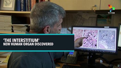 ‘The Interstitium’ New Human Organ Discovered