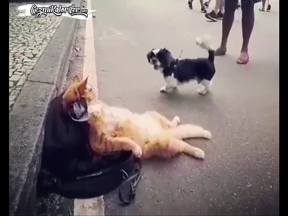 Senin Yaptığın Gider Benim Hoşuma Gider Vaziyetinde ki Kedi