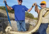 Snake Hunter Captures 6-foot Rattlesnake, Suffers Heart Attack