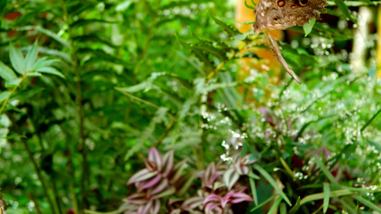 The Remarkable Way that Butterflies Mate (Sex, Lies and Butterflies) - PBS Nature