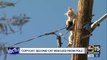 Cat rescued off of pole in Phoenix