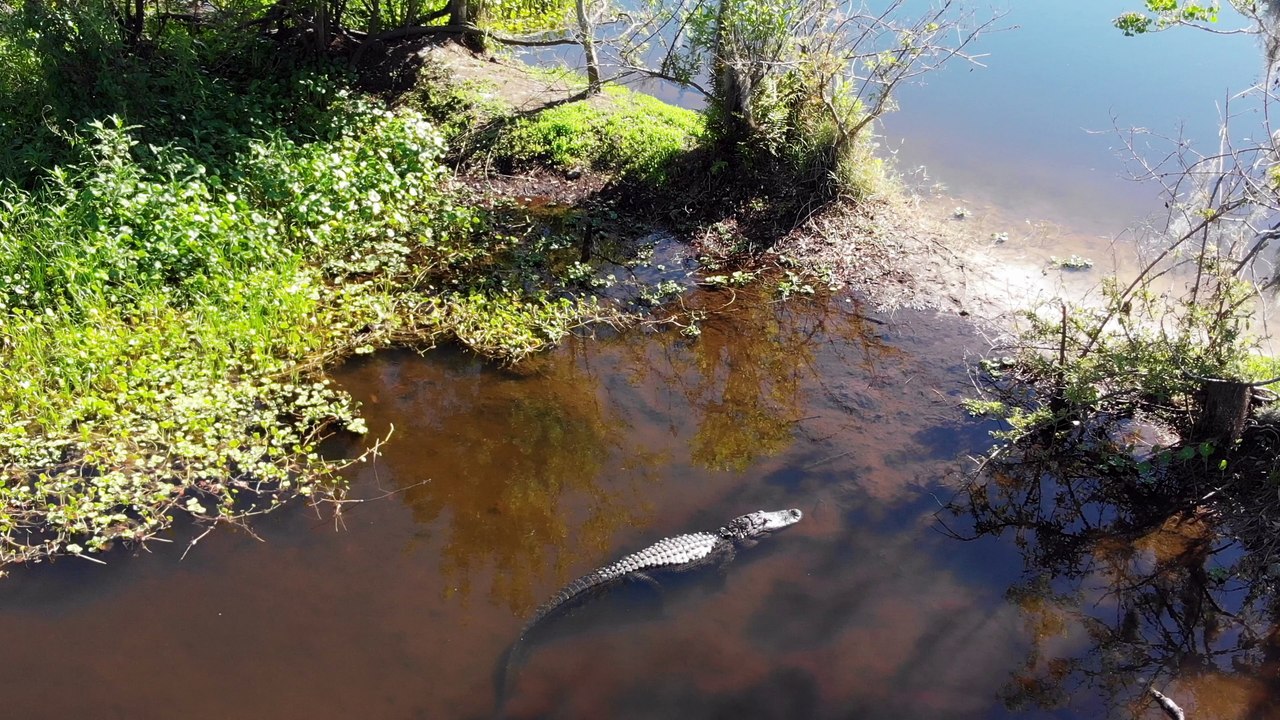 Spooked alligator is a rocket underwater