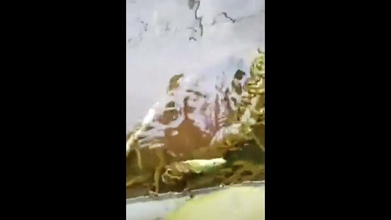 Un serpent se fait attaquer par des choses bizarres dans l'eau