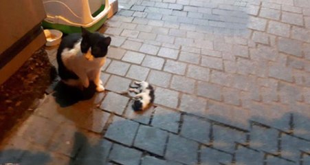 Saatlerce Başından Ayrılmadı! Sokak Kedisi Telef Olan Yavrusunu Böyle Kokladı