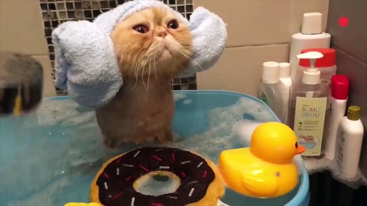 Shower Pets - Funny Pet Video Compilation 2018