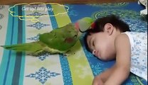 Funny Parrot - Get up let's play - My cute parrot wants to play with his Bestie