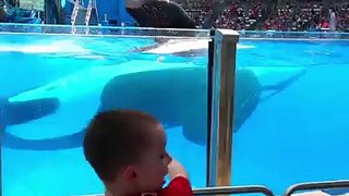 How animal play with children