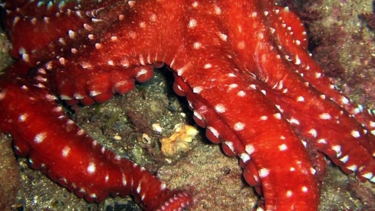 Top 15 Animales Escalofriantes De Las Profundidades Del Océano