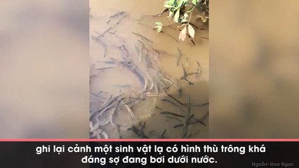 Đoạn clip sinh vật lạ xuất hiện ở Bến Tre khiến hàng nghìn dân mạng hoang mang