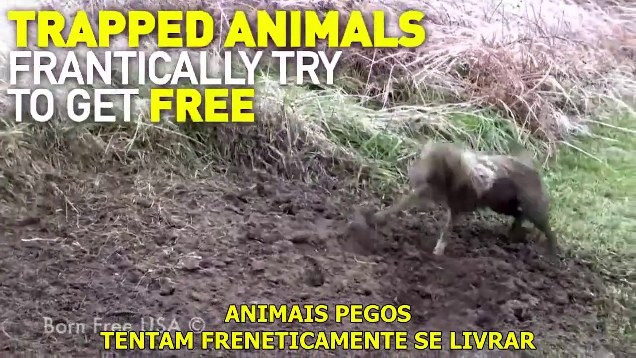 Campanha que expõe a crueldade sofrida pelos animais em prol das roupas de pele está a chocar o mundo inteiro!