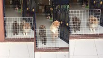 Deux chiens stupides pensent qu'ils sont enfermés