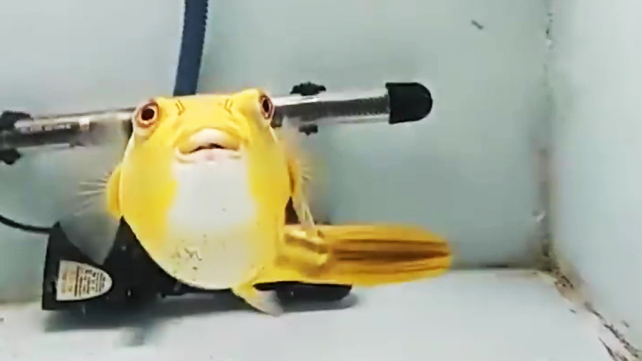 Le poisson-globe imbattable