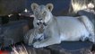 Mother Lion Adopts Baby Tiger as Mother Went Hunting!