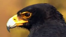 Amazing: See Black Eagle Hunting in The Mountain Hills