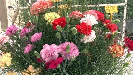 Türkiye'nin ilk yerli karanfili tescillendi - ANTALYA