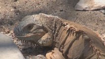 Un pueblo del sur de México consumirá 500 iguanas diarias durante Semana Santa