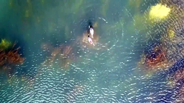 'Ağrı Dağı etekleri' göçmen misafirlerini ağırlıyor - IĞDIR