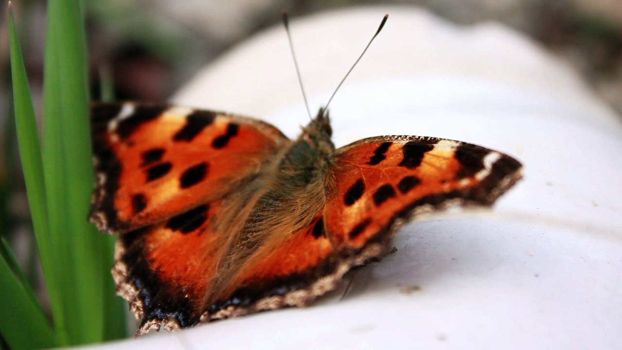butterfly - springtime - free stock footage