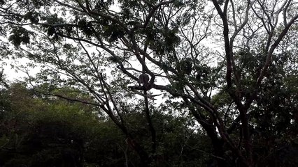 Who can find monster in that big tree ?