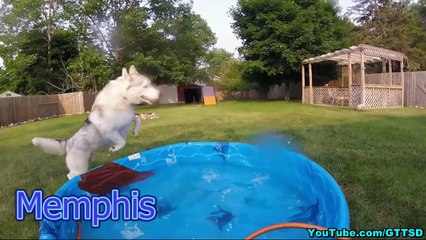 HUSKY VERSUS LOOT | Loot Pets Unboxing #LootPets VERSUS March