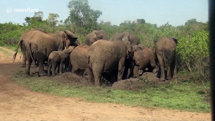 South African baby elephant can't get out of mud hole