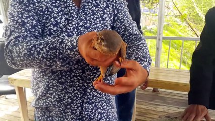 Yaralı kerkenez tedavi altına alındı - OSMANİYE