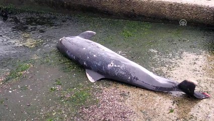Ölü yunus kıyıya vurdu - KOCAELİ
