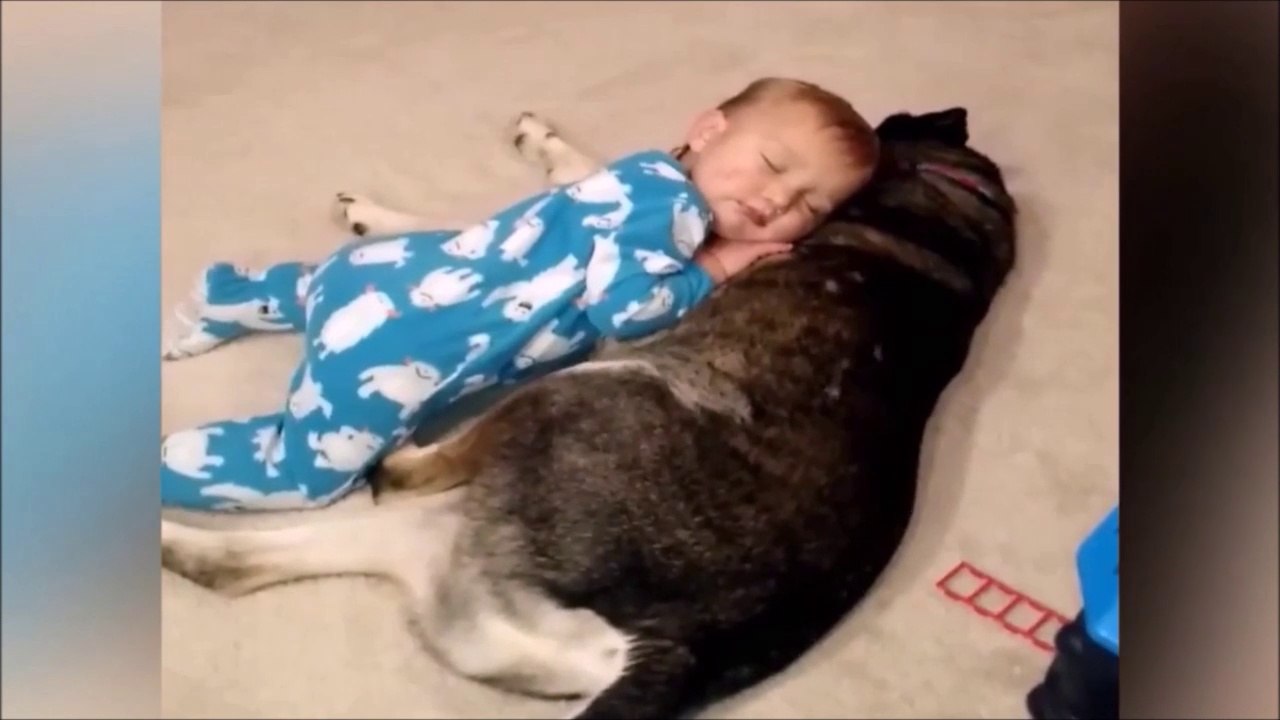 La réaction de ce chien qui voit bébé tomber de sommeil... Juste adorable