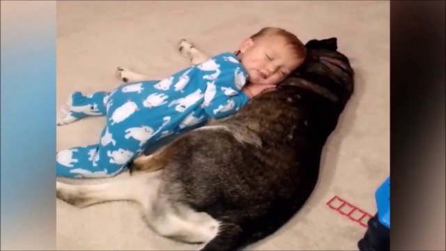 La réaction de ce chien qui voit bébé tomber de sommeil... Juste adorable