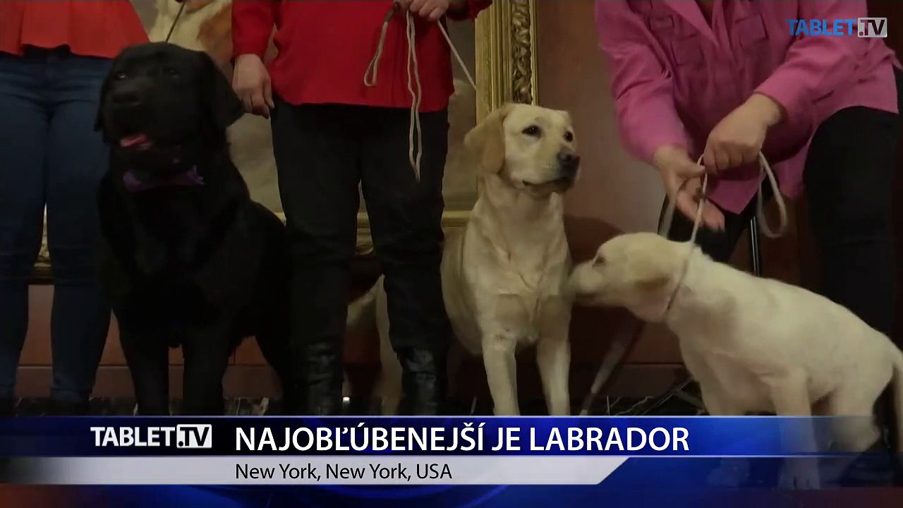 Labrador je opäť najobľúbenejším psom Američanov, má ale vážneho konkurenta