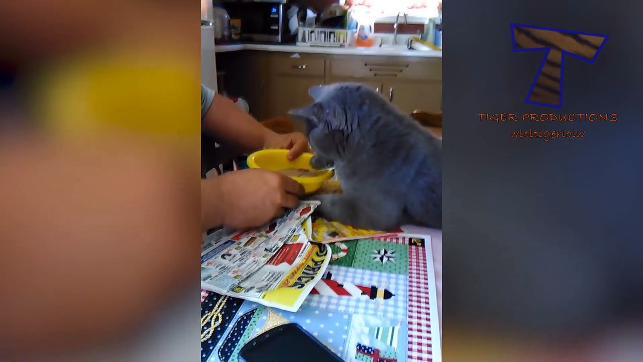 FUNNY CATS COMPILATION  2018 - TRY NOT TO LAUGH - TOP CATS FUNNY 2018