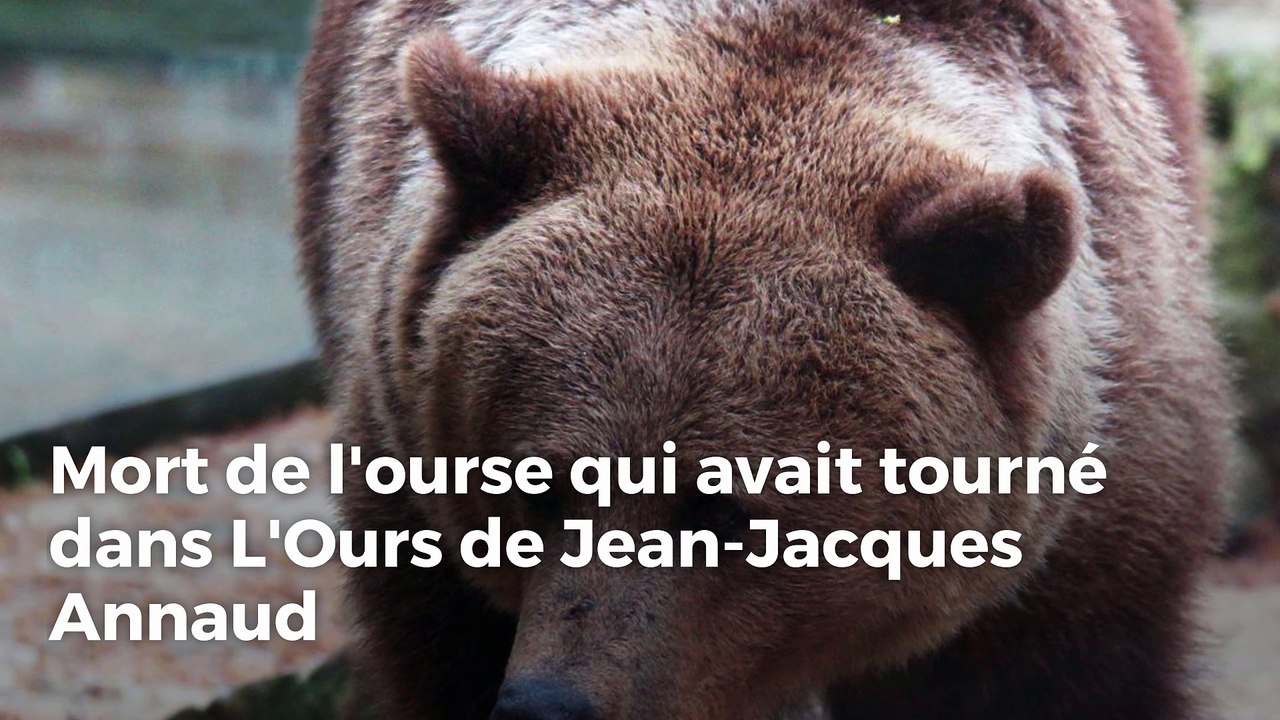 L'ourse de L'ours de Jean-Jacques Annaud est morte