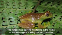 Venezuelan and Colombian scientists discover new frog species