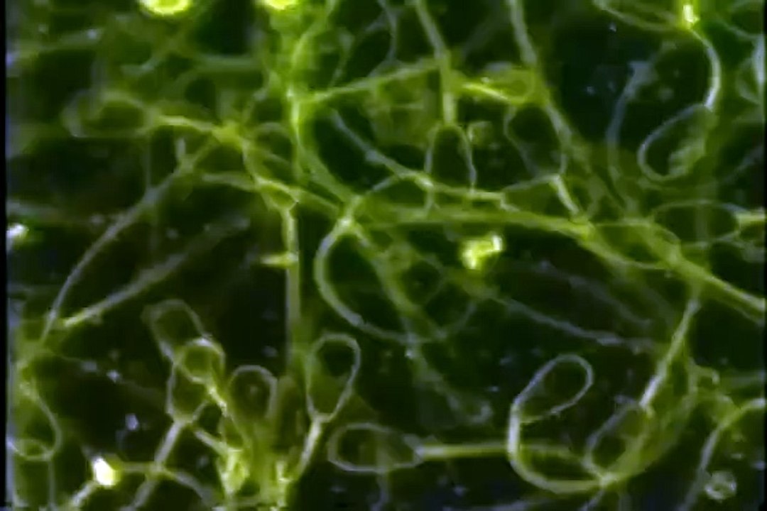 Espermatozoides