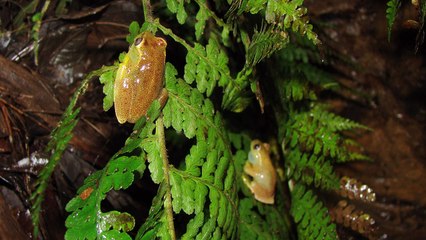 Nueva rana, descubierta por científicos de Venezuela y Colombia