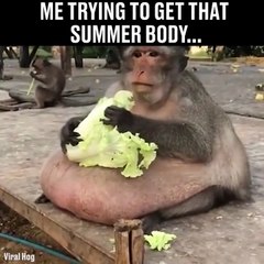 Quand tu te mets au régime après l'hiver