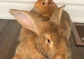 Adorable Bunny and Guinea Pig Celebrate Easter in Style
