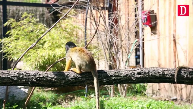 Le parc animalier des Pyrénées accueille de nouveaux pensionnaires