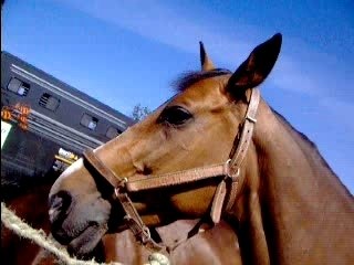 Concours Dol de Bretagne 2007