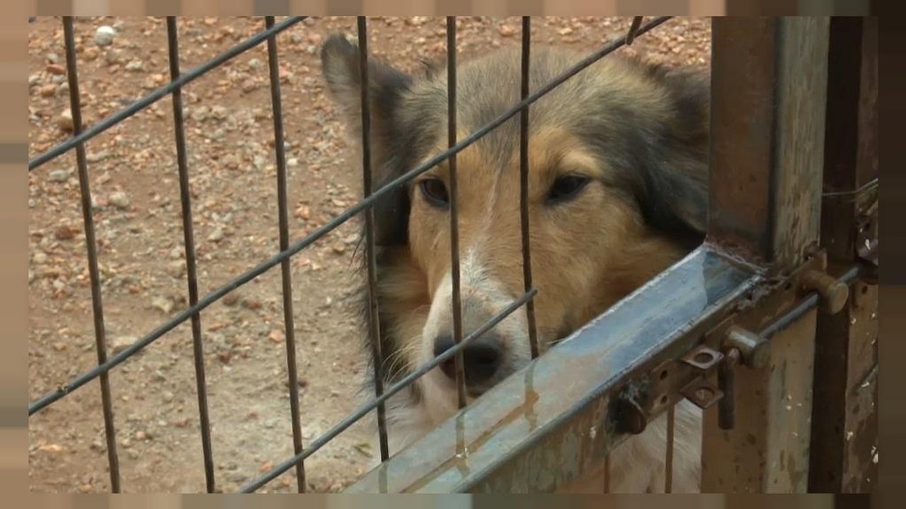 Streunende Tiere in Griechenland: Gesetzentwurf zurückgezogen