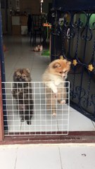 Dogs Think They're Fenced In