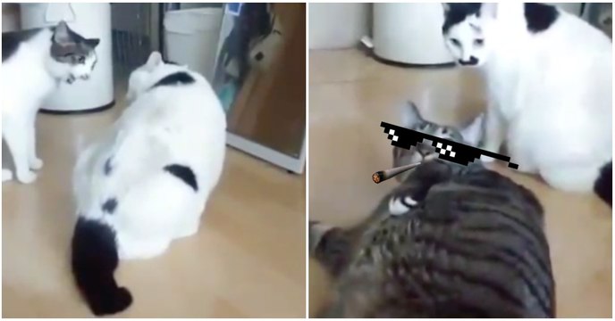 Como um gato peace and love encontra uma maneira original de acalmar os seus semelhantes