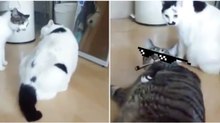 Como um gato "peace and love" encontra uma maneira original de acalmar os seus semelhantes