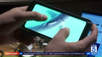 Shark Pupping Season Arrives on California Coast