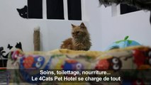 Dans la ville irakienne de Bassora, les chats ont leur hôtel